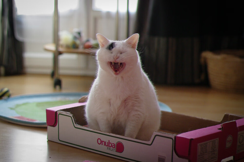 Jiu You-数字化青训“全流程”平台在行业内全面推广，行业效率显著提升