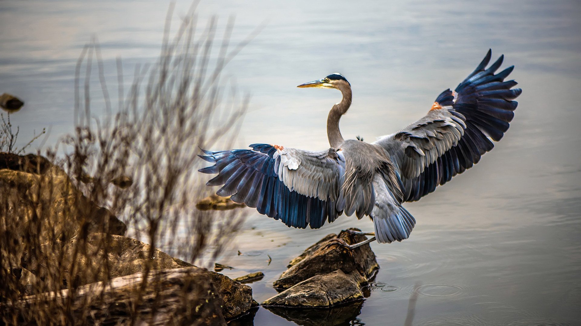 炉石传说“策略巨星”全球邀请赛耀眼登场，炉石传说2021巡回赛