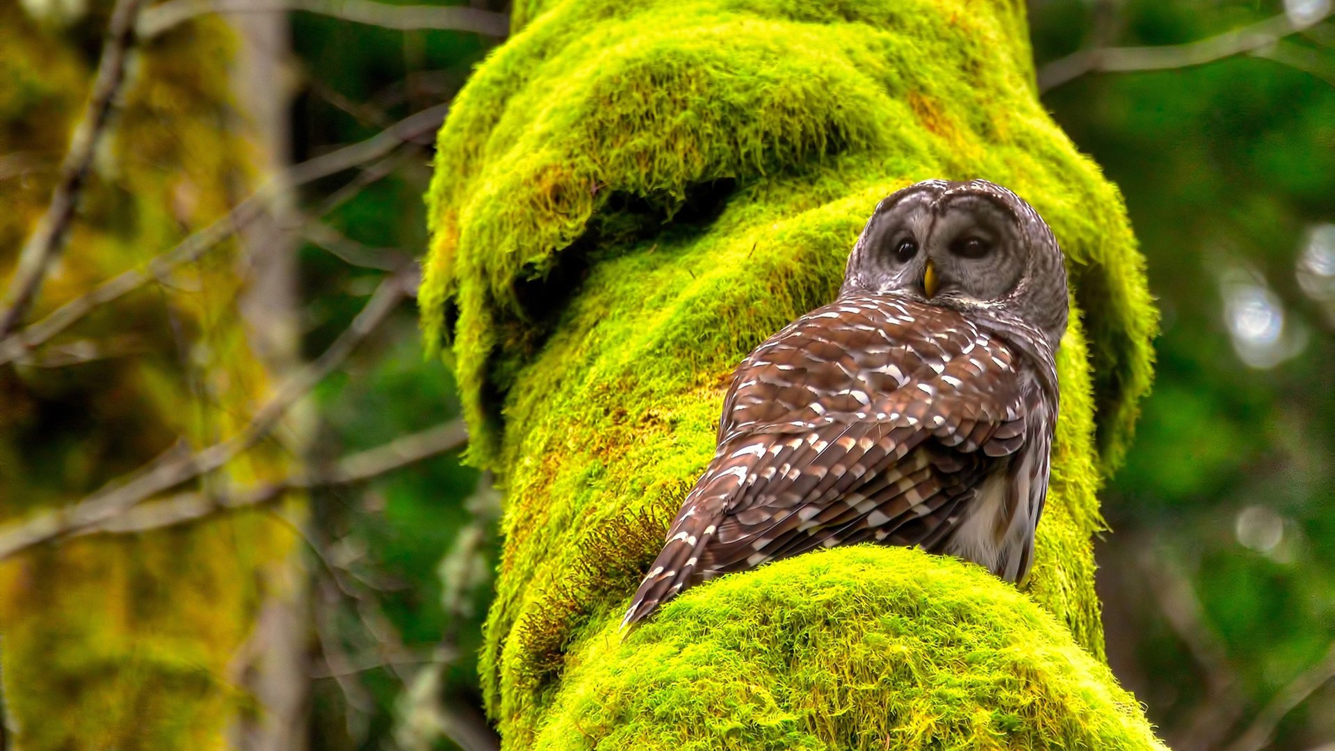 -电竞赛事数据统计技术应用广泛，电竞比赛的数据分析师