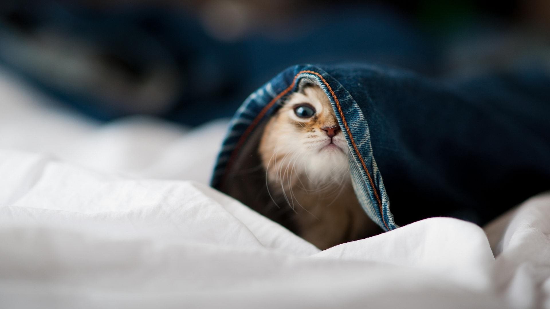 九游9游-雷霆队交易传闻频出，阵容或迎大变样，雷霆队官方商城