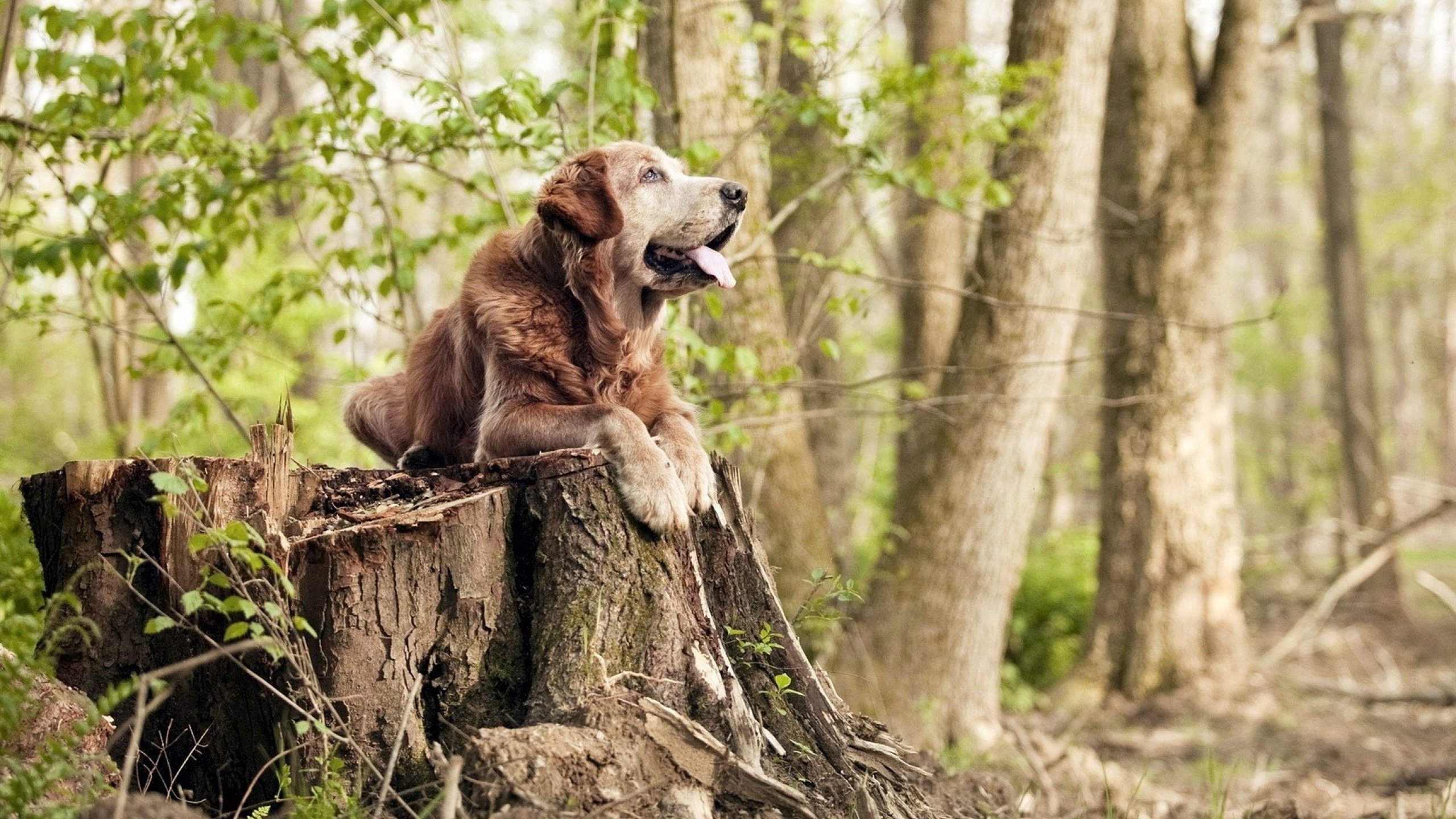 九游(jiuyou)官方网站-阿斯顿维拉在英超联赛中排名第四，获得欧冠资格，阿斯顿维拉夺得欧冠