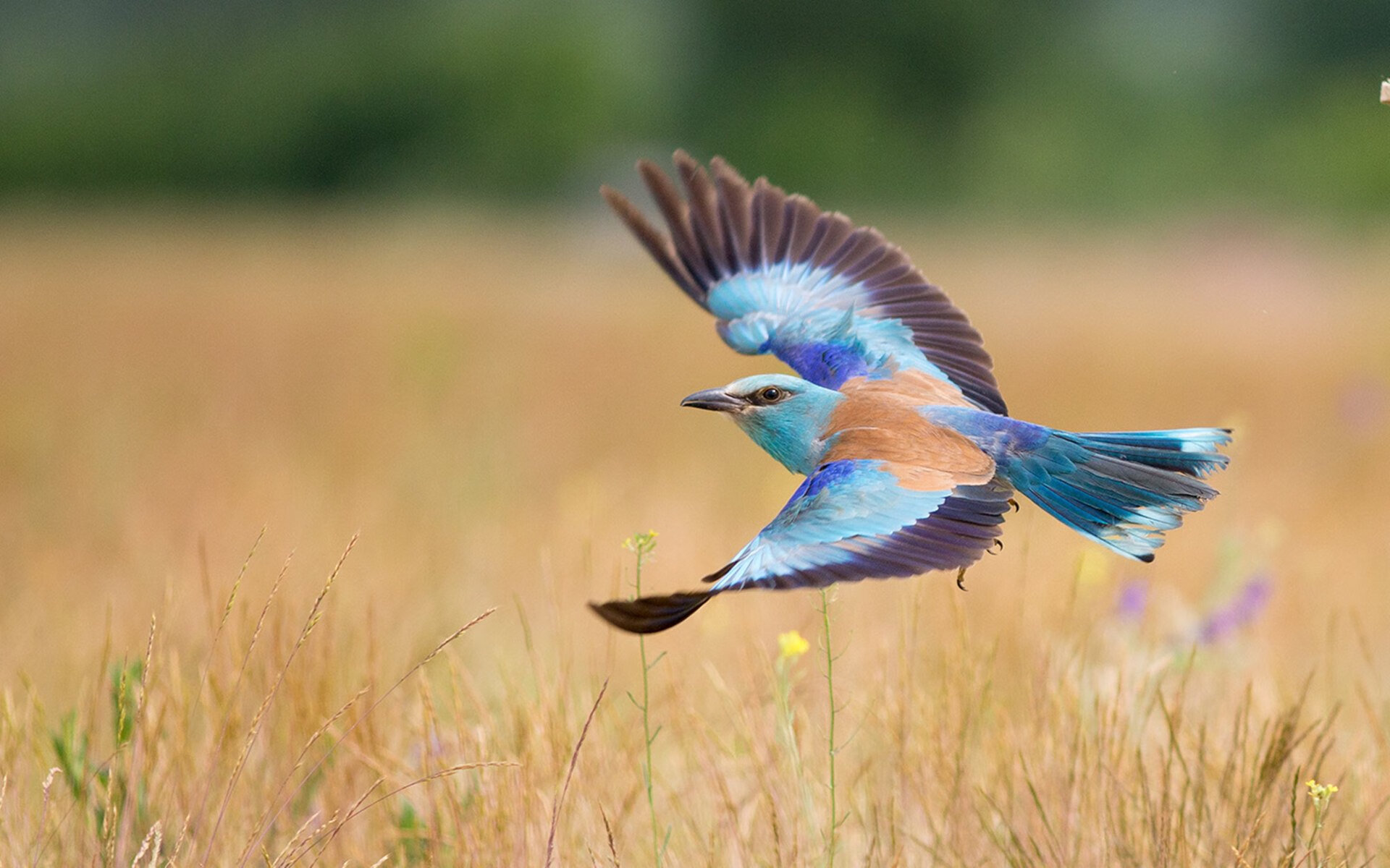 九游APP官网-AC米兰豪取胜利，射手梅开二度助球队登顶，ac米兰 梅内