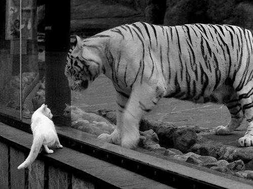 RNG参加国际赛事备受期待，rng参加国际赛事备受期待吗