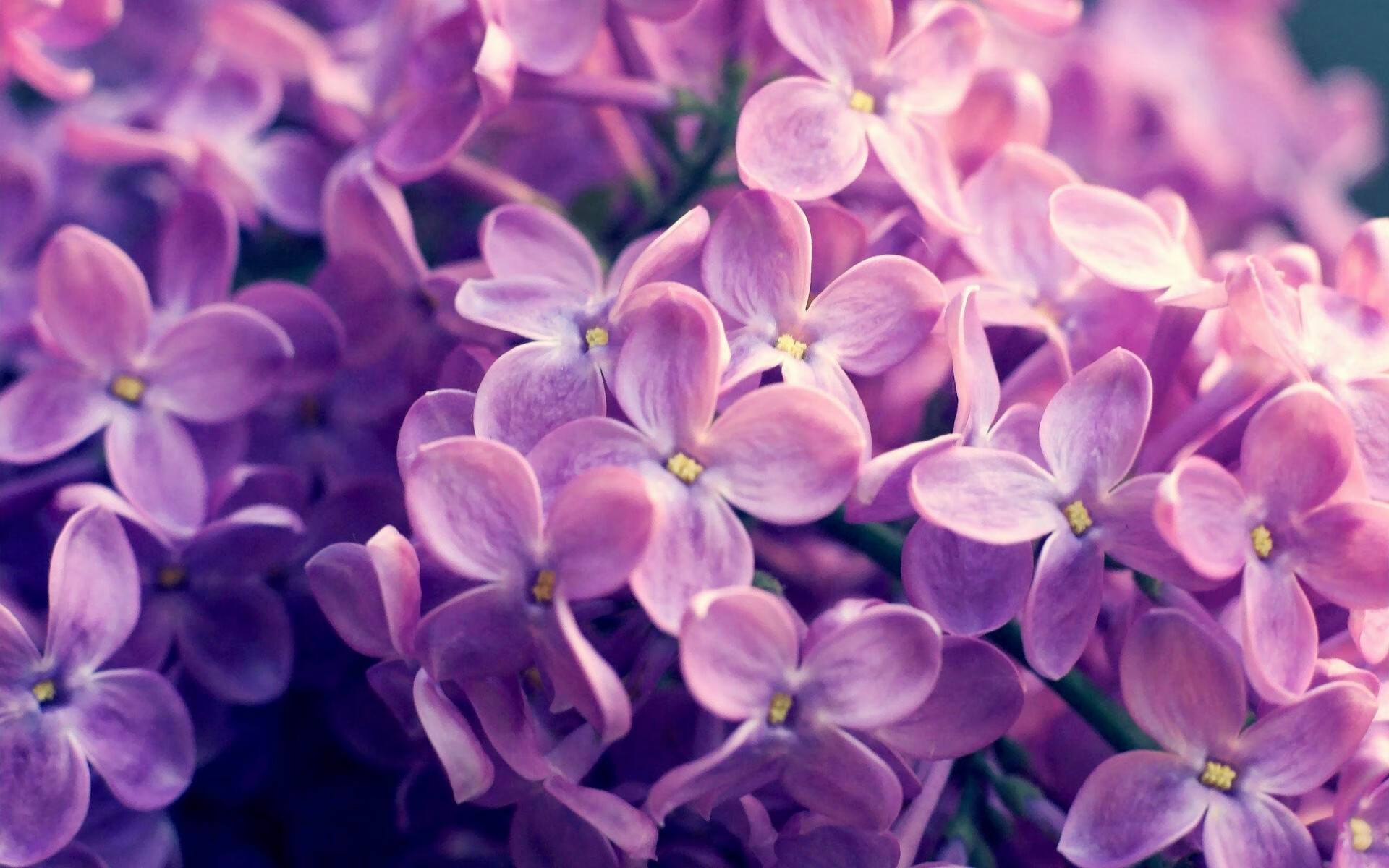 上海申花队员联手取胜,球队士气高昂,上海申花队员名单