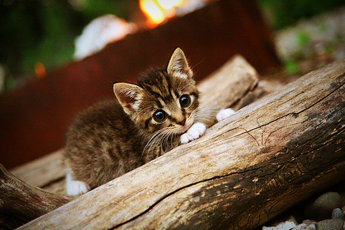 九游9游-关键战役迎来掌声，助力球队创造历史，关键球对抗赛规则