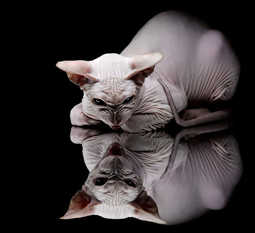 奥格斯堡主场惨败，保级形势严峻，奥格斯堡队