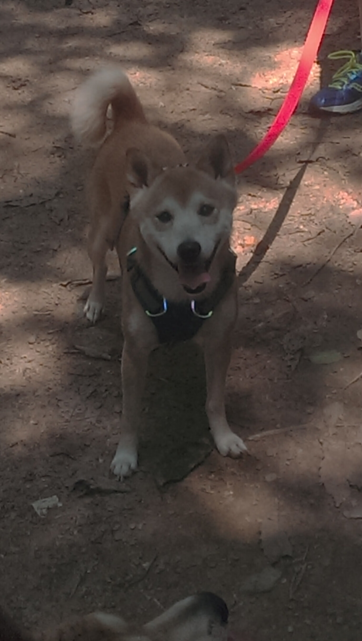 九游网页版官网-罗马球员参与国家队比赛，罗马球员参与国家队比赛吗