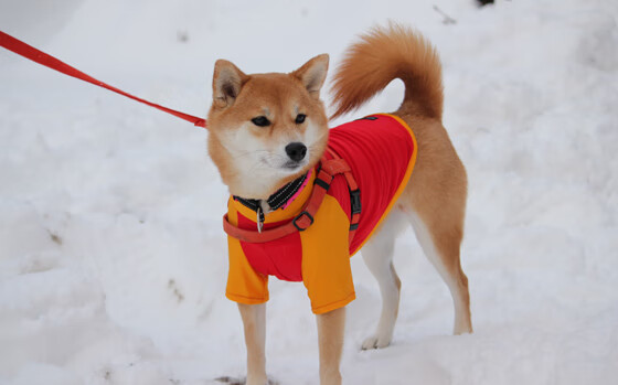 马德里竞技惜败劲敌，遭遇压哨失败，马德里竞技比赛视频