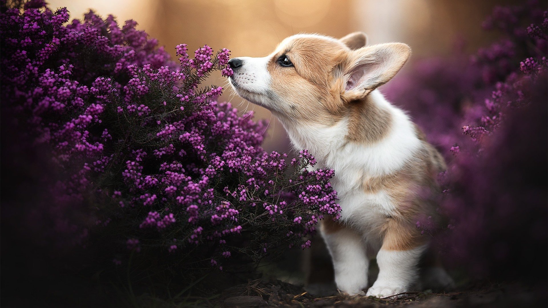 中小学体育教师继续教育体系建设与实施研究，小学体育继续教育考试试题及答案
