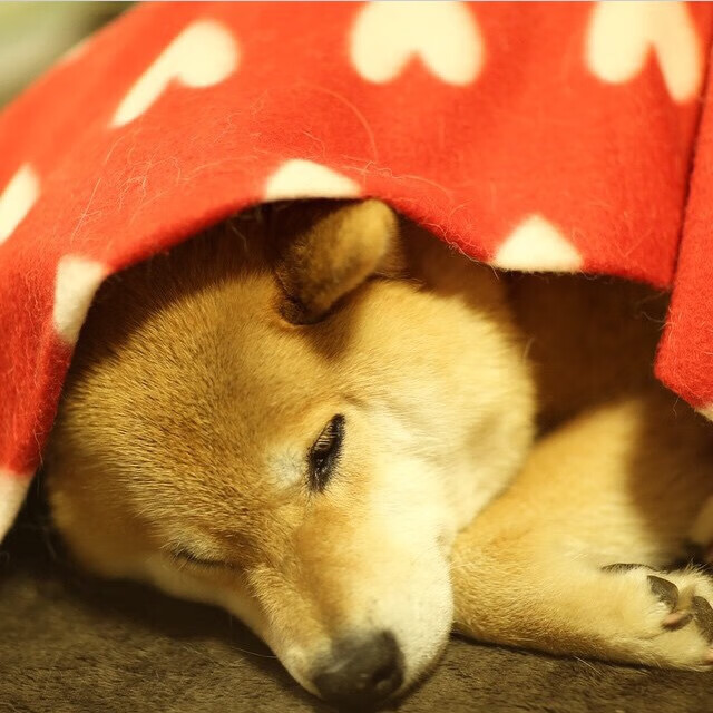 JIUYOU GAMING-CBA联盟扩大青训投入 推动人才培养体系，cba青少年训练招募