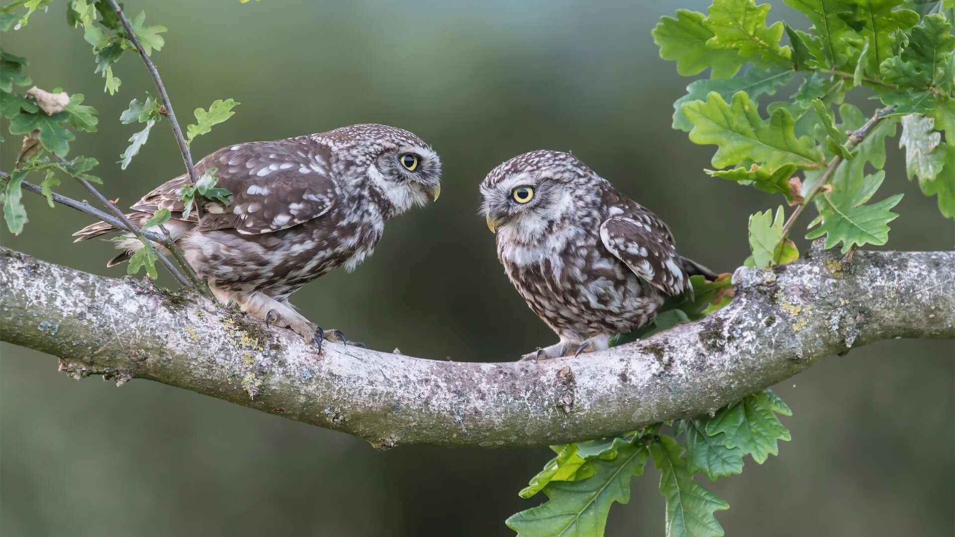 中国选手蝶泳滑行段掌控力强劲，中国蝶泳男子运动员
