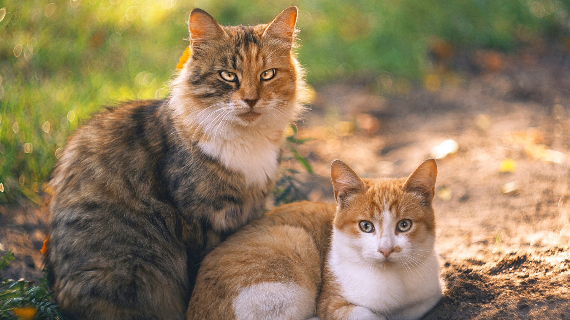 瑞典队未来发展蓝图:跨越竞争壁垒迎接新机遇,瑞典队强吗