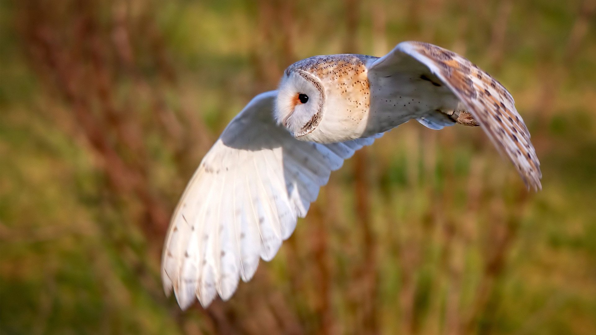 九游app官网下载-中国女排公布下赛季主力框架阵容，中国女排下一个赛事