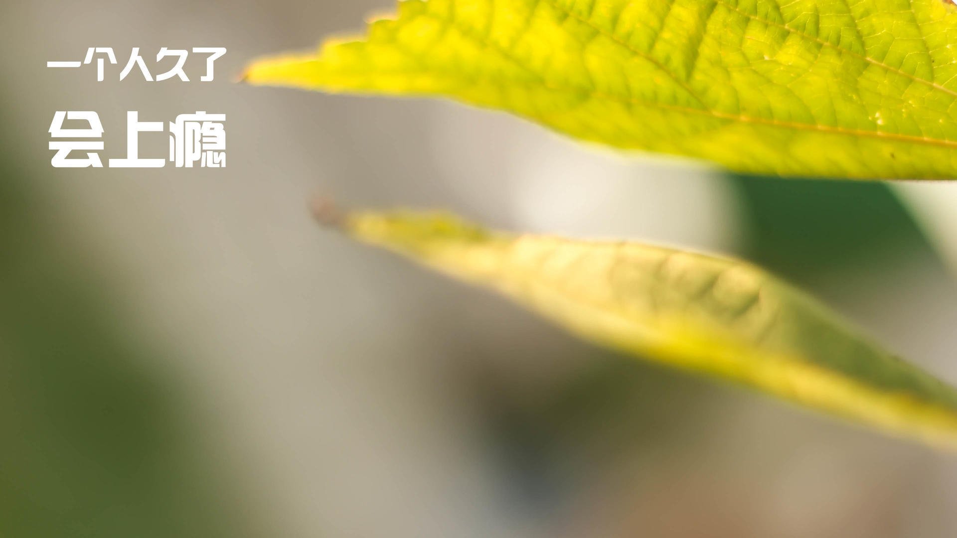 九游APP官网-国际篮联公布新兴市场发展计划，非传统国别受益，新兴篮球