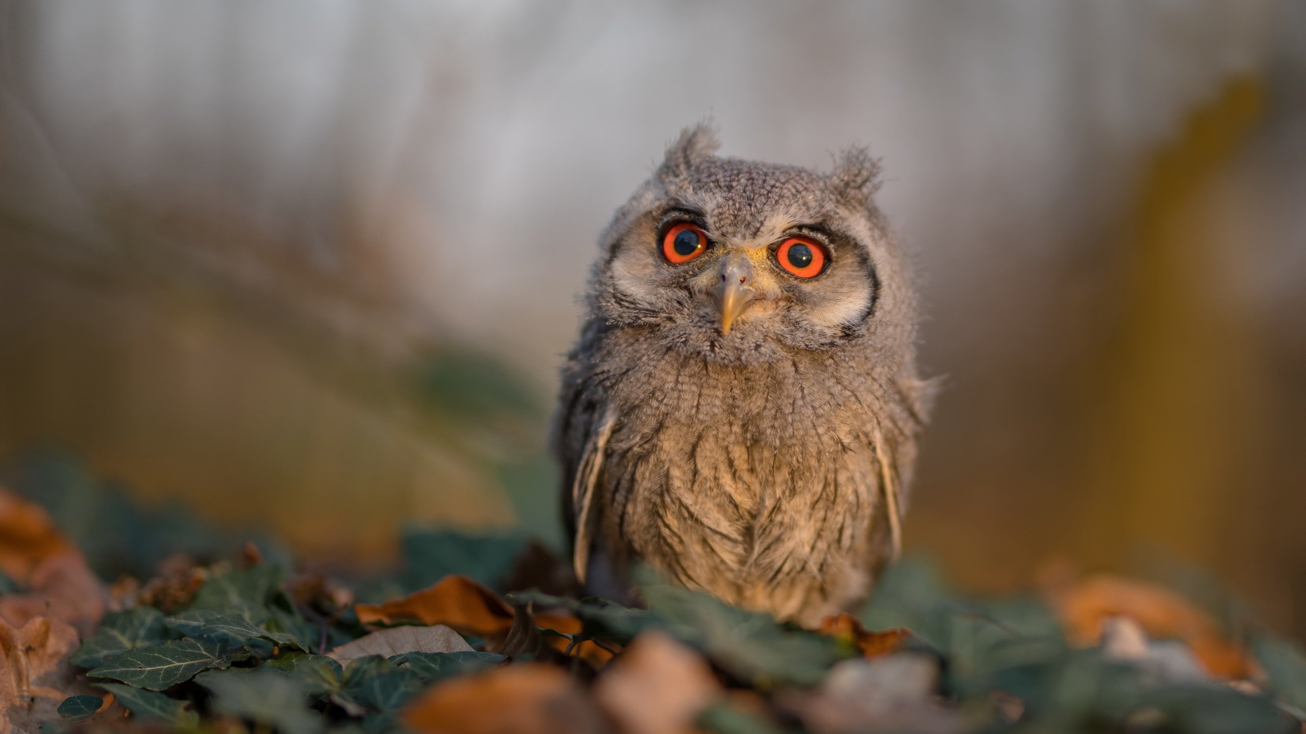 欧洲杯赛场安全新措施，欧洲杯赛制规则-2021