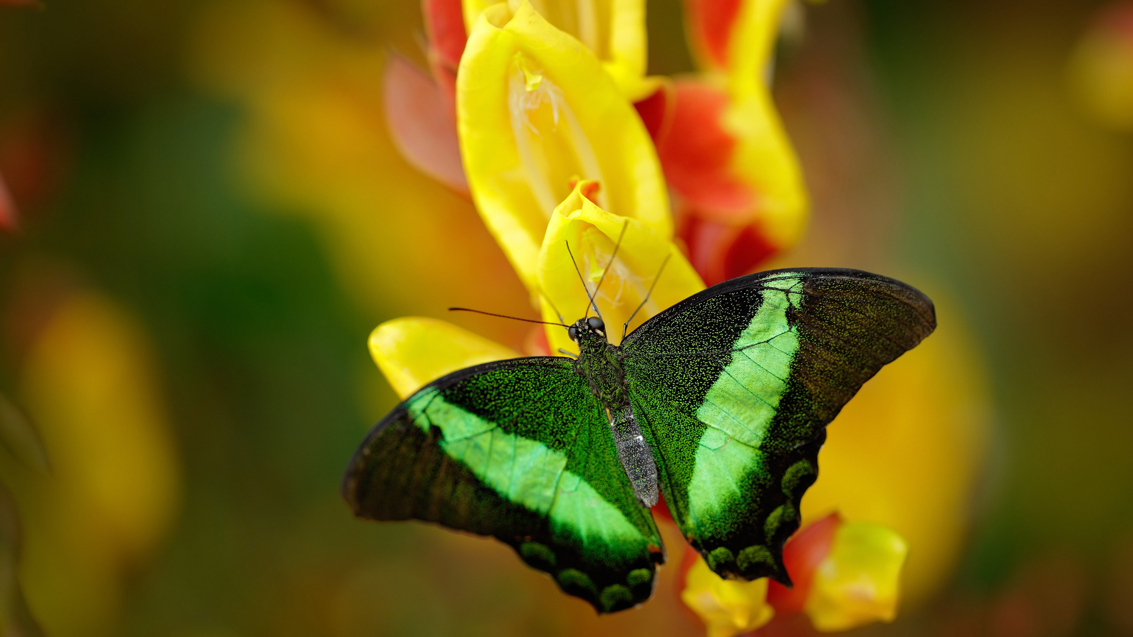 JIU YOU GAME-法甲狂热比赛：场面激烈，高潮不断，法甲比赛规则