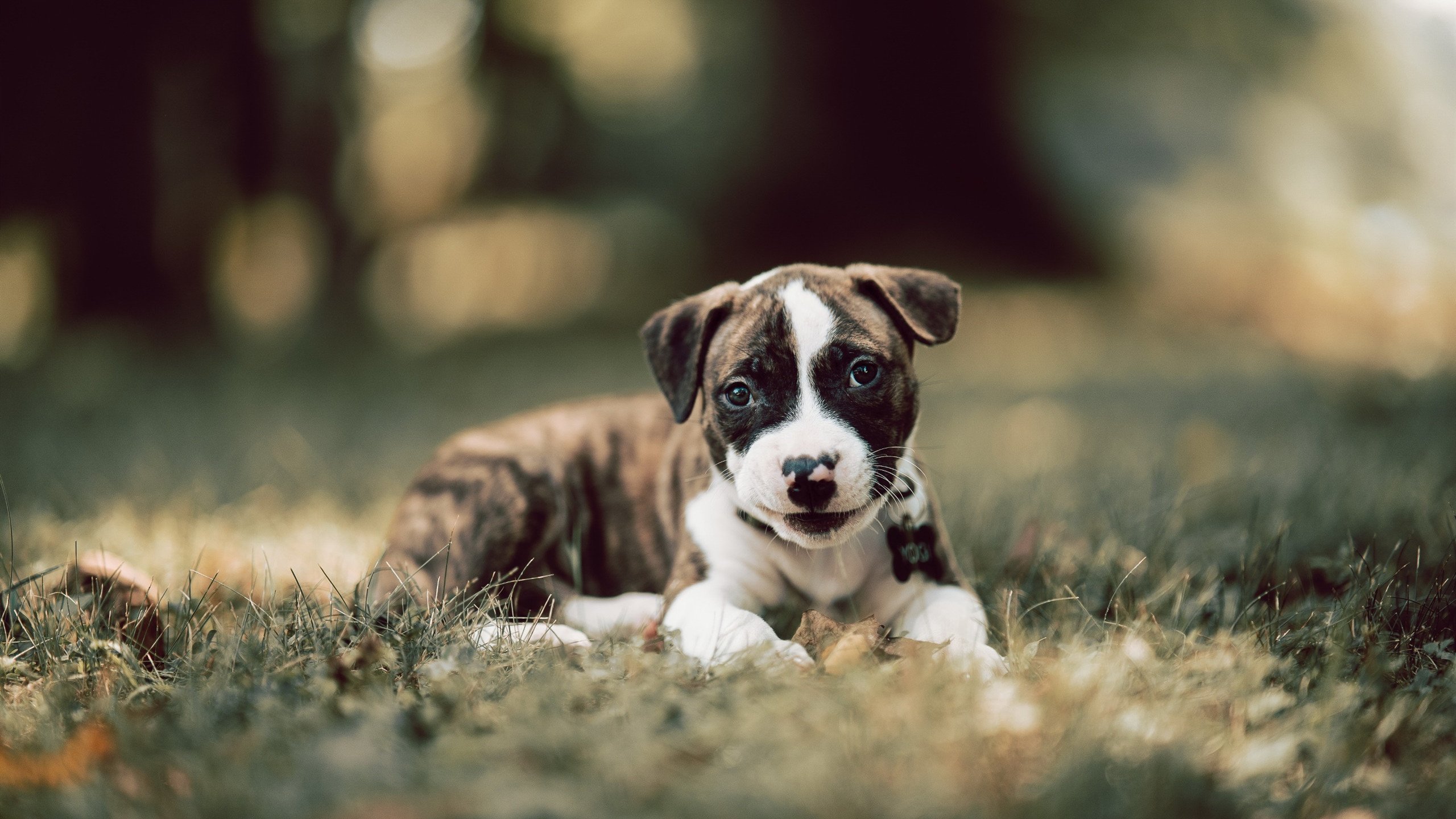 蛙泳项目波兰持续发力，波式蛙泳视频教程